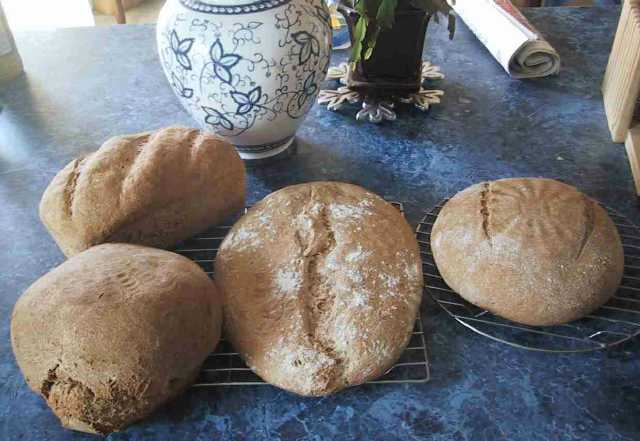 Hungarian Whole Wheat Family Portait