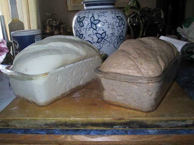 Comparing the rise of a whole wheat and white bread