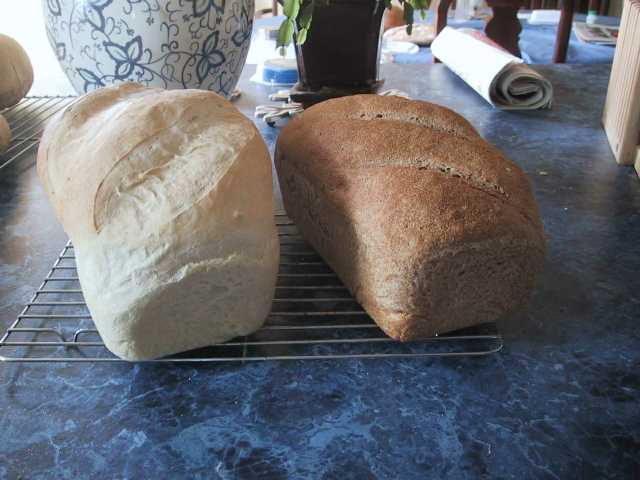 Comparing the baked whole wheat and white breads