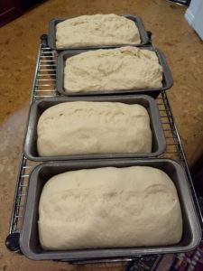 Four loaves, two made with healthy starter, two made with scruffy starter